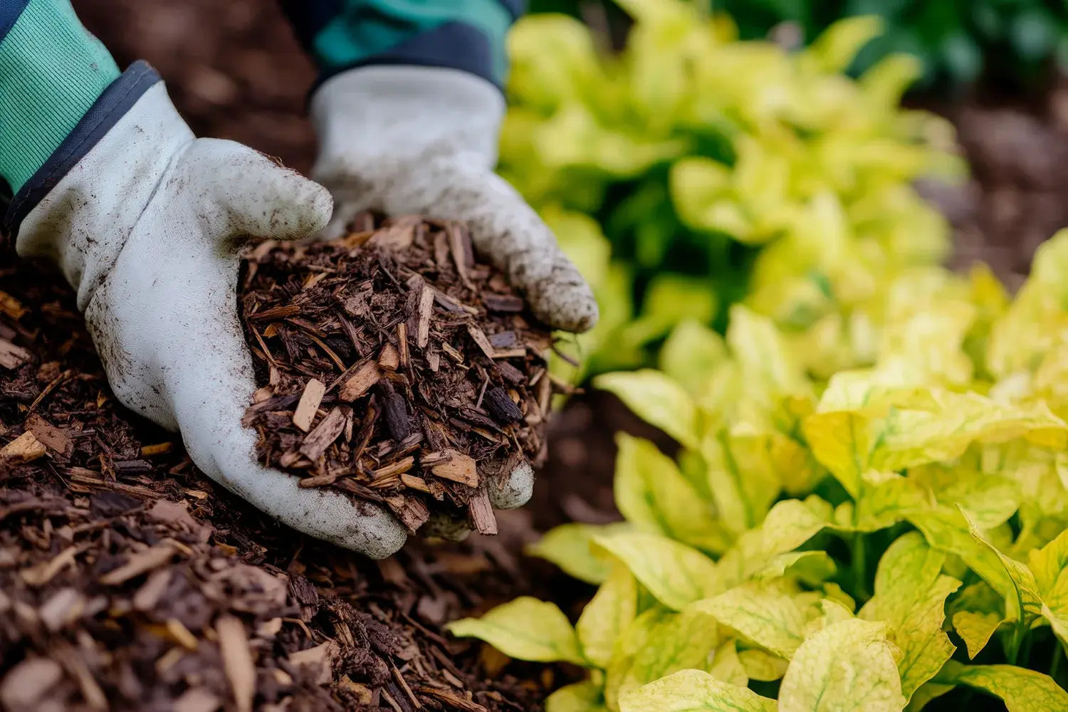 Unlocking the Power of Soil: How Mulch and Compost Work Together for a Thriving Garden