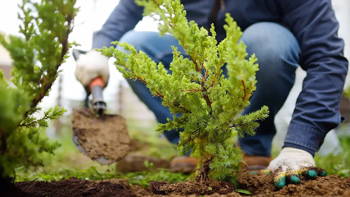 Man planting a Juniper Tree in soil