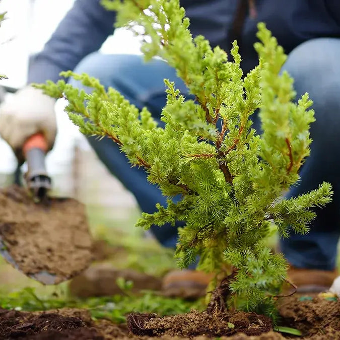 Man planting a Juniper Tree in soil