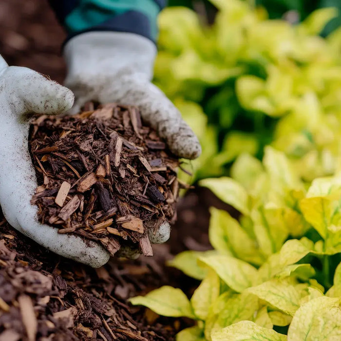 Unlocking the Power of Soil: How Mulch and Compost Work Together for a Thriving Garden