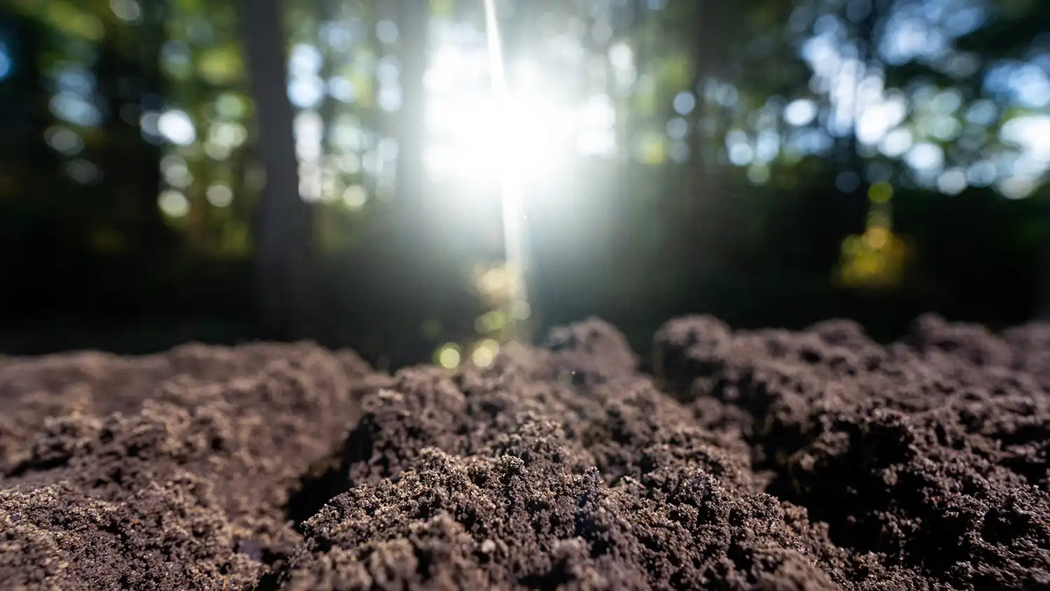 Topsoil: How to Choose the Right Foundation for a Healthier Yard
