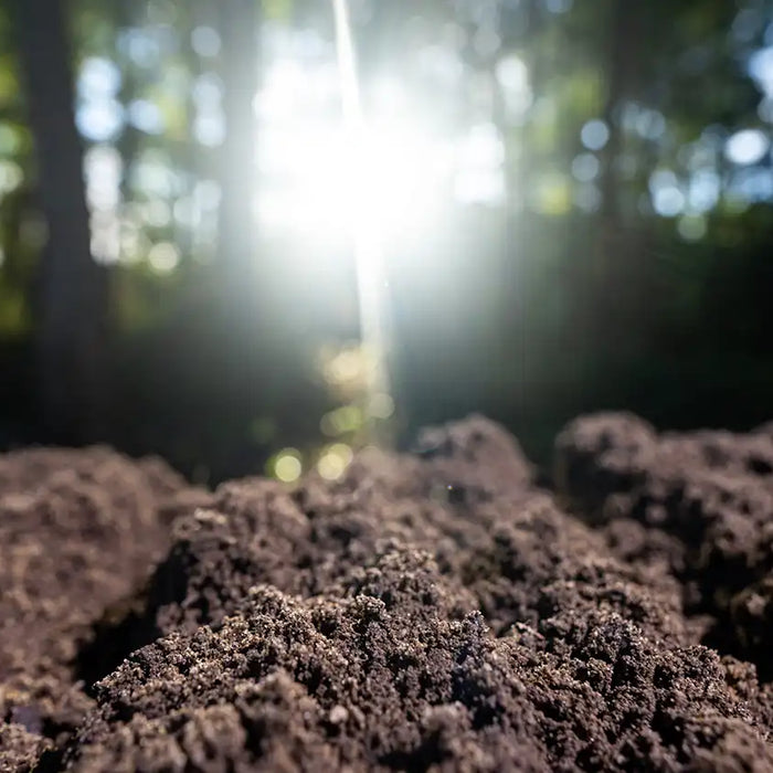 Topsoil: How to Choose the Right Foundation for a Healthier Yard