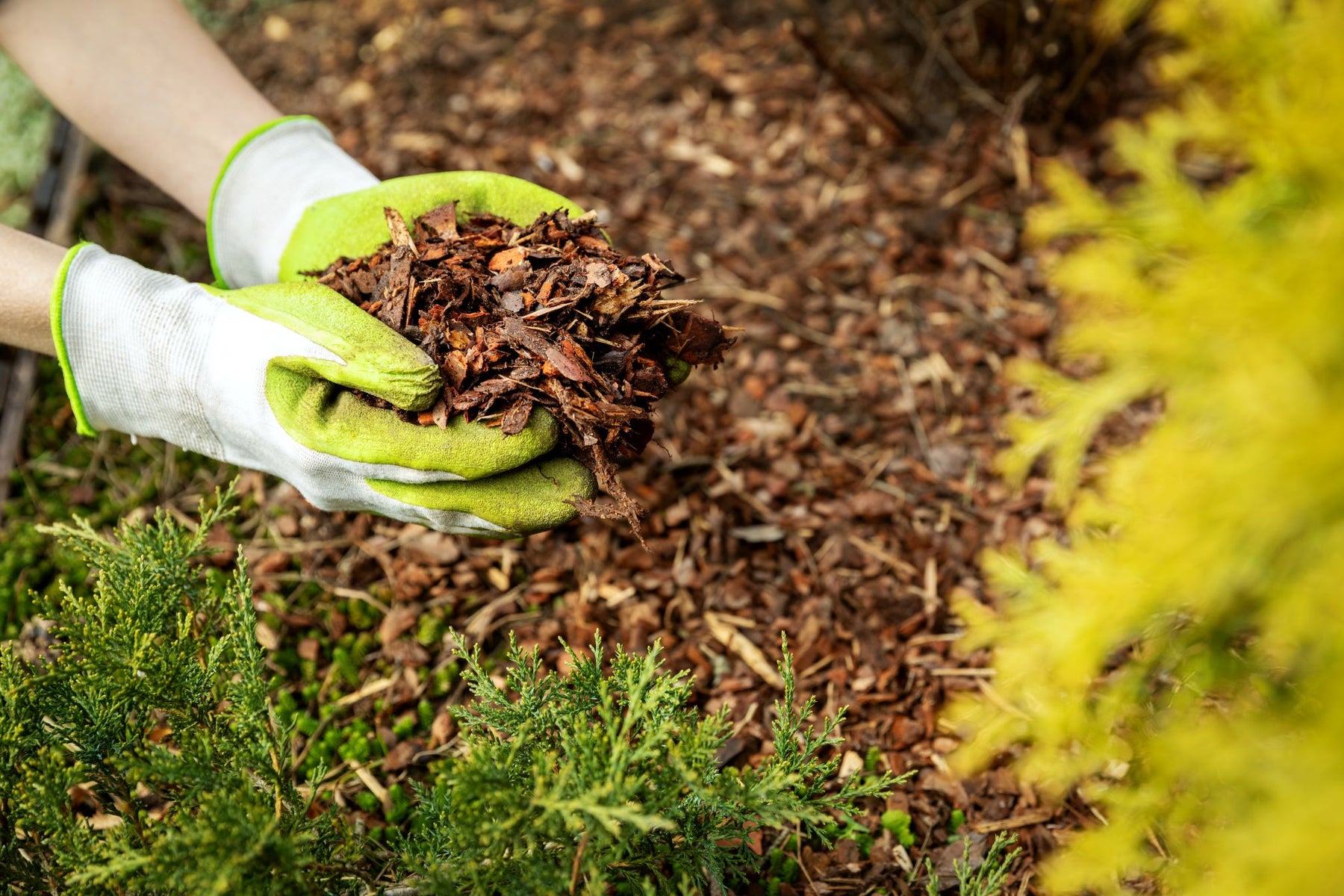 Mulch or Compost: Which Is Right for Your Yard?