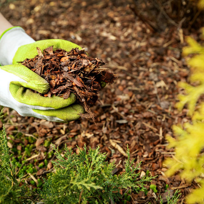 Mulch or Compost: Which Is Right for Your Yard?