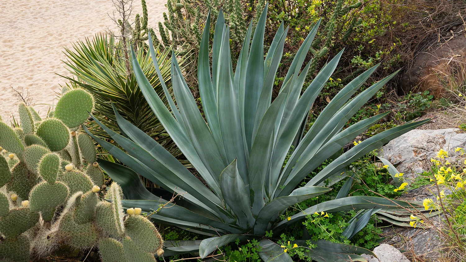 Smart & Sustainable: Achieving Affordable Landscaping Materials Goals in the Salt Lake Valley