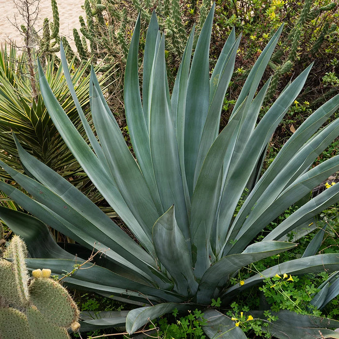 Smart & Sustainable: Achieving Affordable Landscaping Materials Goals in the Salt Lake Valley