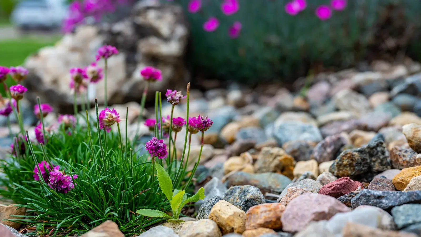 multi-colored decorative rocks with some green foliage and purple flowers