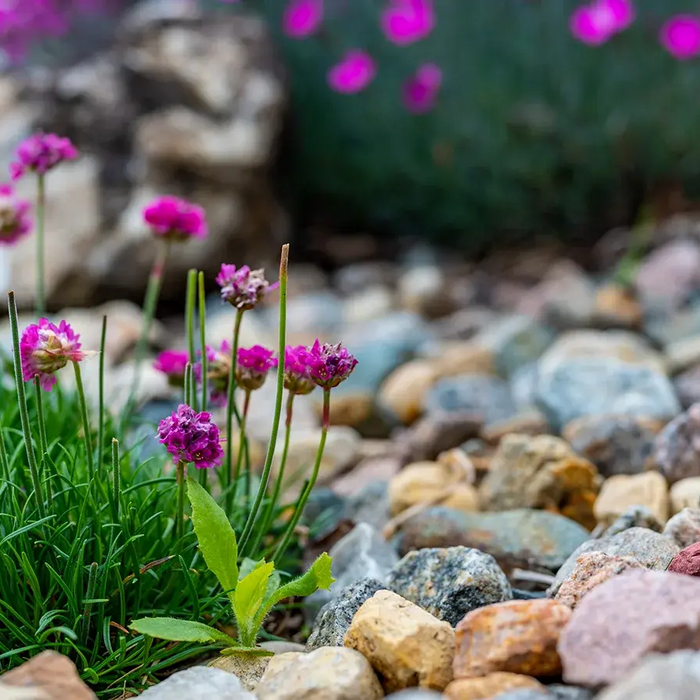 multi-colored decorative rocks with some green foliage and purple flowers